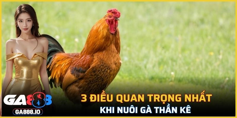 3 điều quan trọng nhất khi nuôi gà thần kê