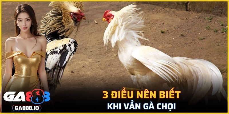 3 điều nên biết khi vần gà chọi