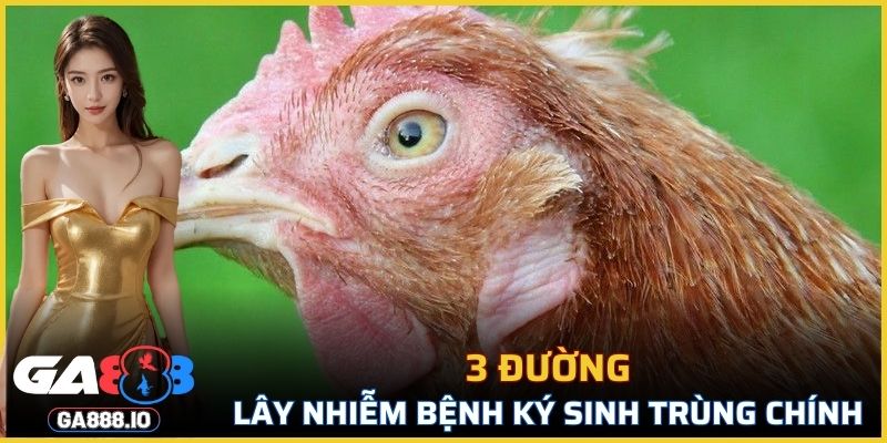3 đường lây nhiễm bệnh ký sinh trùng đường máu chính