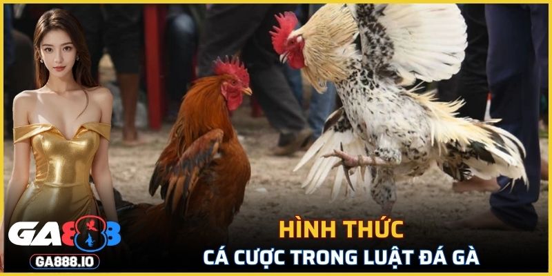 3 hình thức cược trong luật đá gà miền Bắc