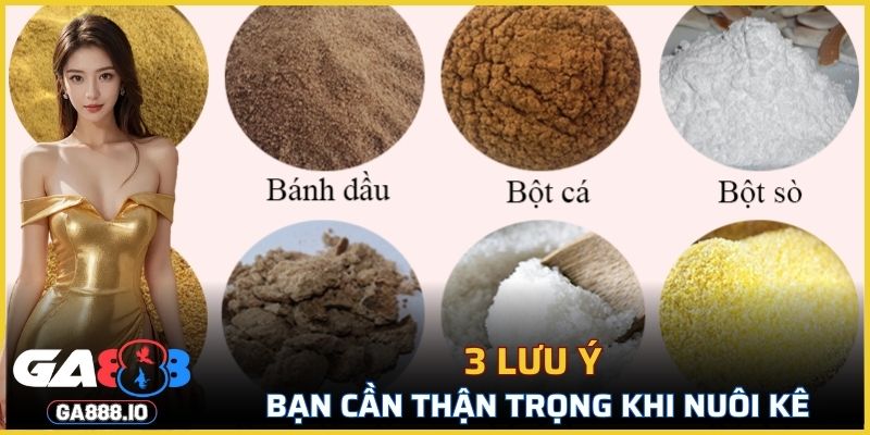 3 lưu ý bạn cần thận trọng khi nuôi kê
