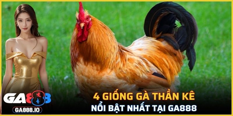 4 giống gà thần kê nổi bật nhất tại GA888