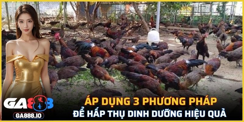 Áp dụng 3 phương pháp để hấp thụ dinh dưỡng hiệu quả