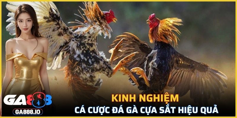 Bật mí kinh nghiệm cá cược đá gà cựa sắt hiệu quả tại GA888