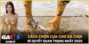Cách Chọn Cựa Cho Gà Chọi