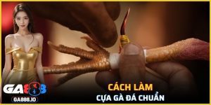 Cách Làm Cựa Gà Đá