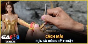 Cách Mài Cựa Gà