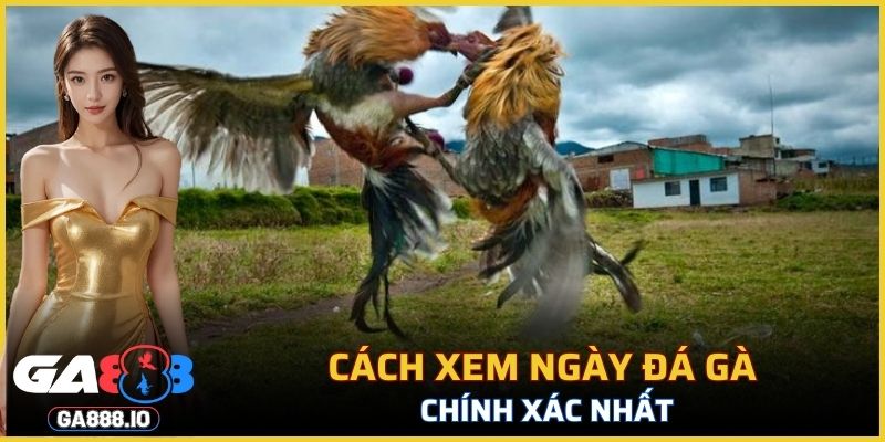 Cách xem ngày đá gà chính xác nhất