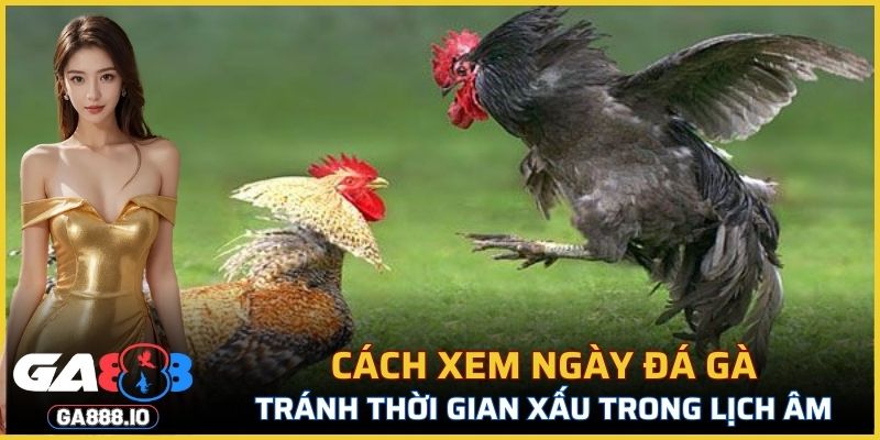Cách xem ngày đá gà là tránh thời gian xấu trong lịch âm