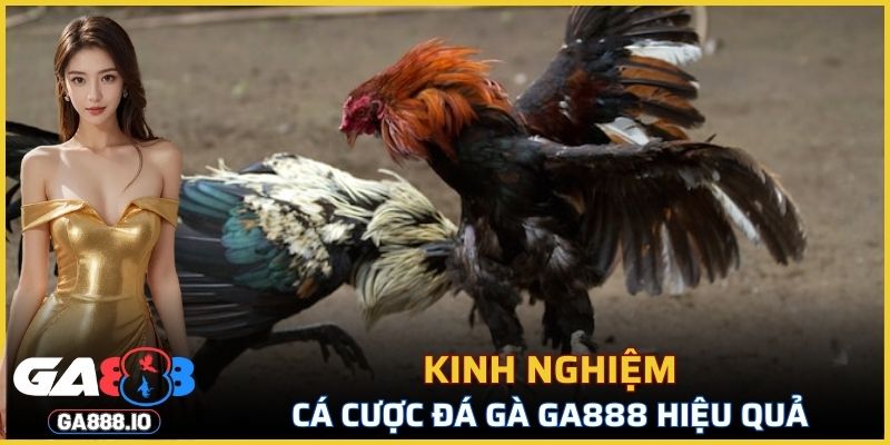 Chia sẻ kinh nghiệm cá cược đá gà GA888 hiệu quả