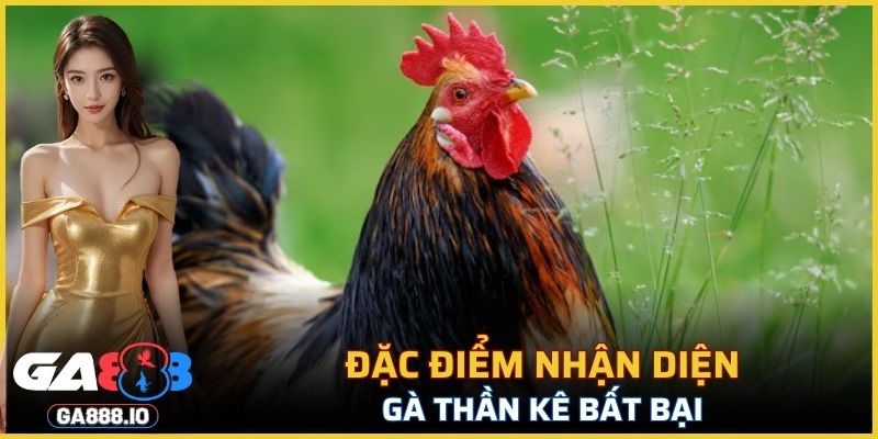 Đặc điểm nhận diện gà thần kê bất bại
