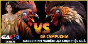 Gà Campuchia