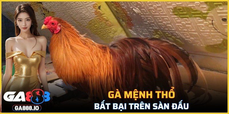 Gà mệnh Thổ bất bại trên sàn đấu