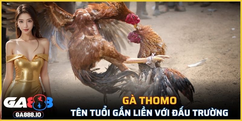 Gà Thomo