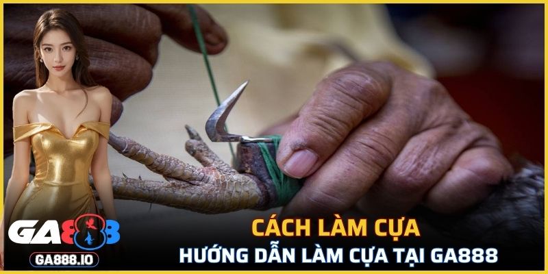 Hướng dẫn sư kê mới cách làm cựa gà đá