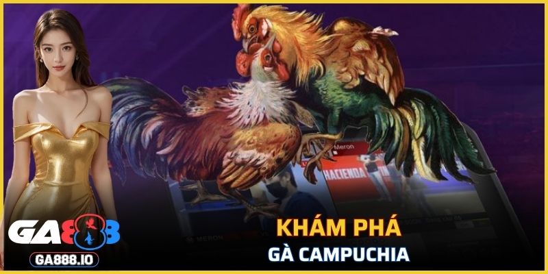 Khám phá về gà Campuchia