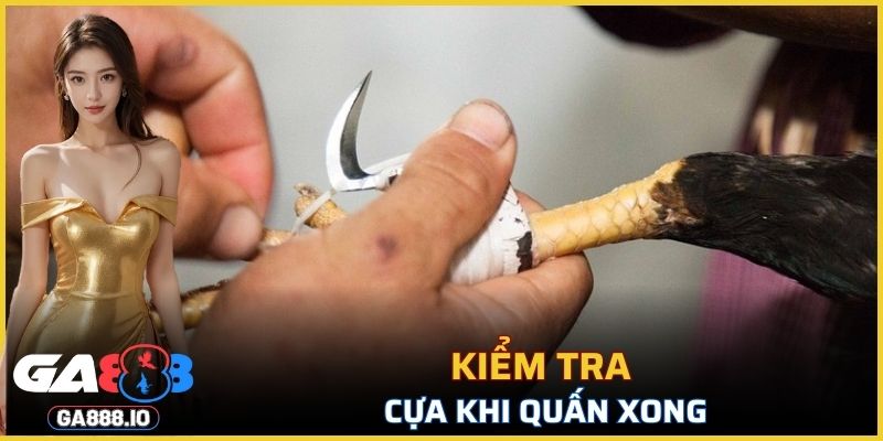Kiểm tra lại cách làm cựa gà đá
