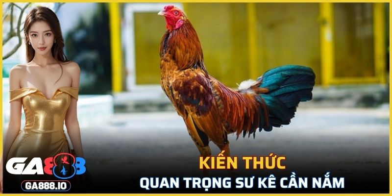 Kiến thức quan trọng sư kê cần nắm