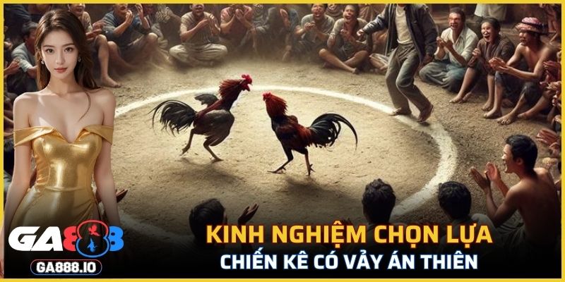 Kinh nghiệm chọn lựa chiến kê có vảy Án Thiên