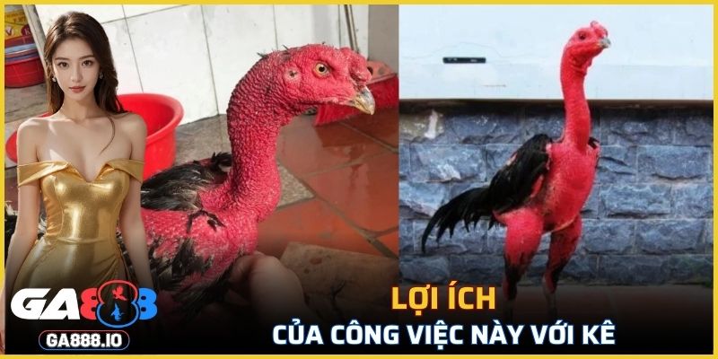 Lợi ích của công việc này với kê
