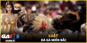 Luật Đá Gà Miền Bắc