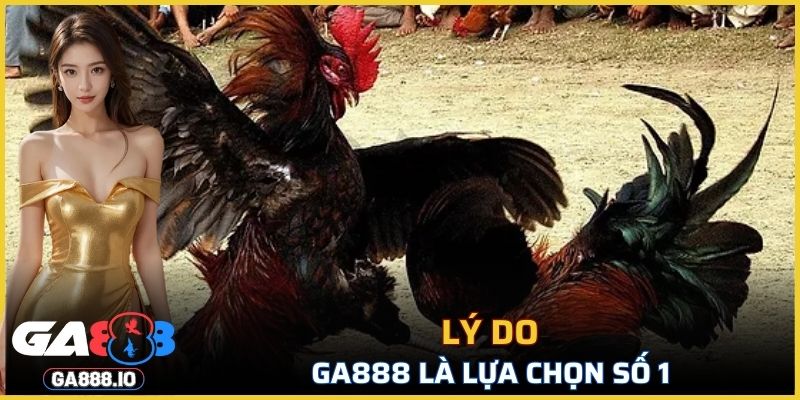 Lý do GA888 là lựa chọn số 1 trong cá cược đá gà