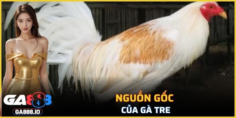 Nguồn gốc của Gà Tre