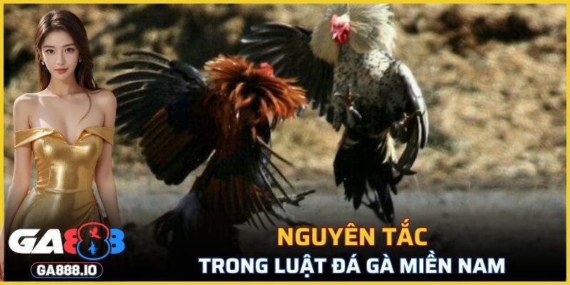 Nguyên tắc trong luật đá gà miền Nam