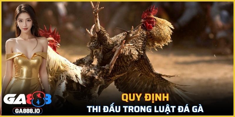 Những quy định cơ bản trong luật đá gà miền Bắc