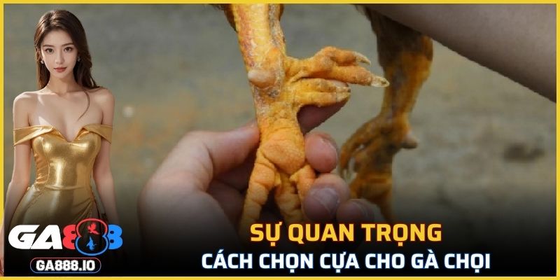 Sự quan trọng trong việc lựa chọn