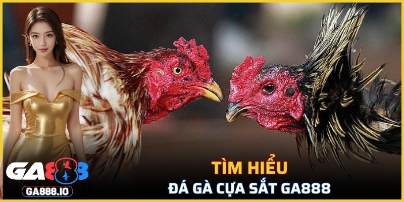 Thông tin về đá gà cựa sắt GA888