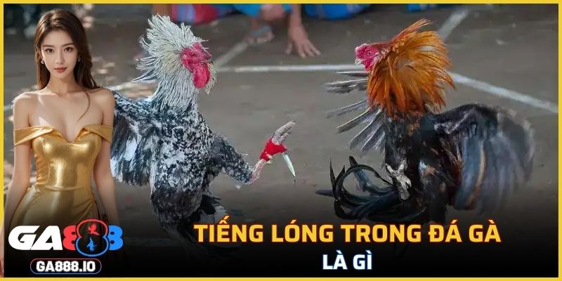 Tiếng lóng trong đá gà là gì