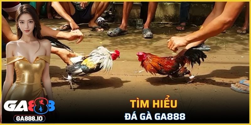 Tìm hiểu sơ lược về đá gà GA888