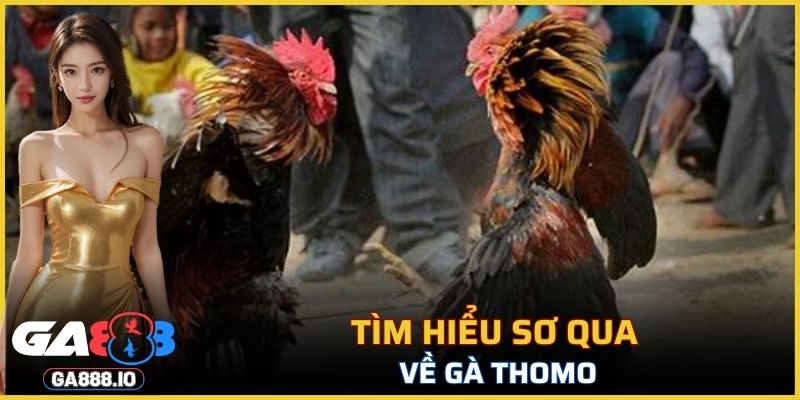 Tìm hiểu sơ qua về gà Thomo