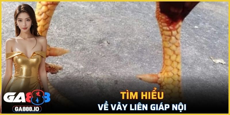Tìm hiểu về vảy Liên Giáp Nội