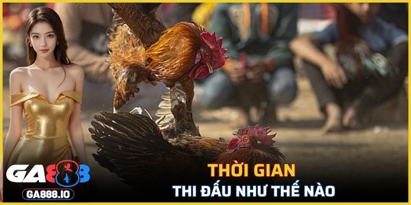 Trong luật đá gà miền Bắc thời gian thi đấu như thế nào