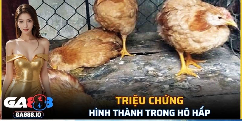 Vấn đề trong hô hấp của gia cầm