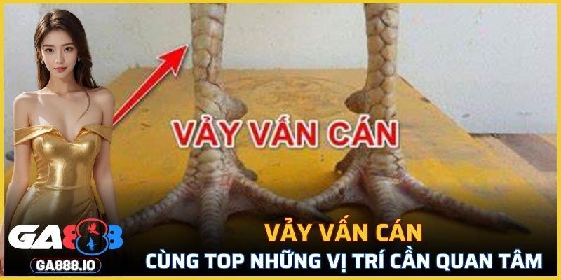 Vảy Vấn Cán
